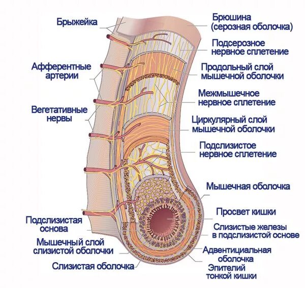 Ткани толстой кишки. Строение стенки тонкой кишки анатомия. Схема строения стенки тонкой кишки. Строение стенки тонкого кишечника структура. Тонкий кишечник анатомия в разрезе.