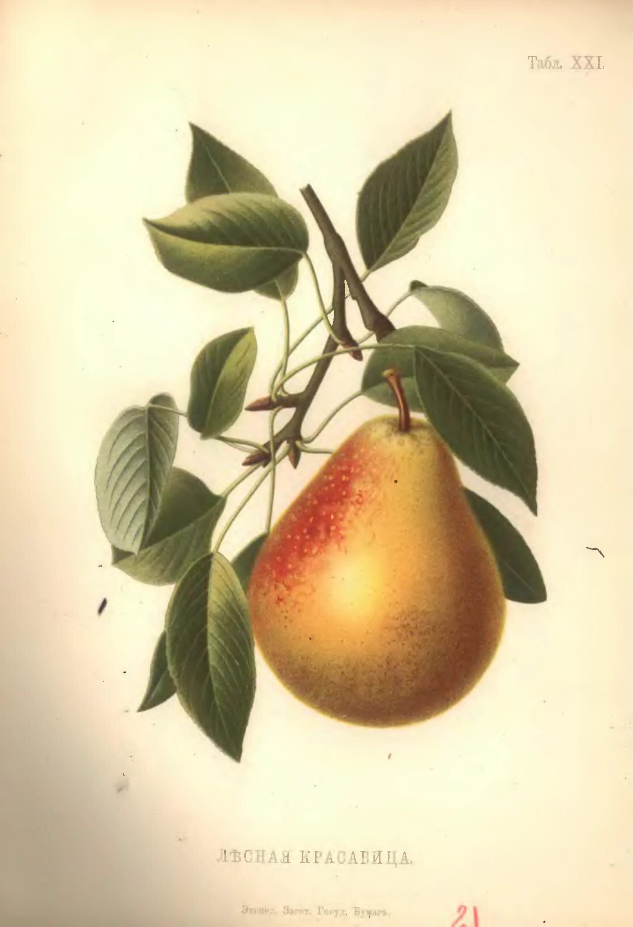 F pears project