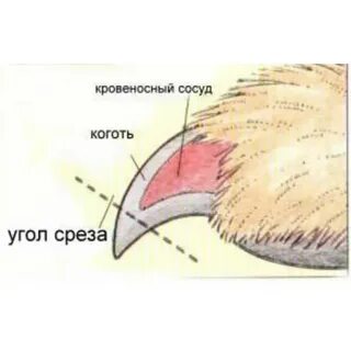 Пульпа когтя