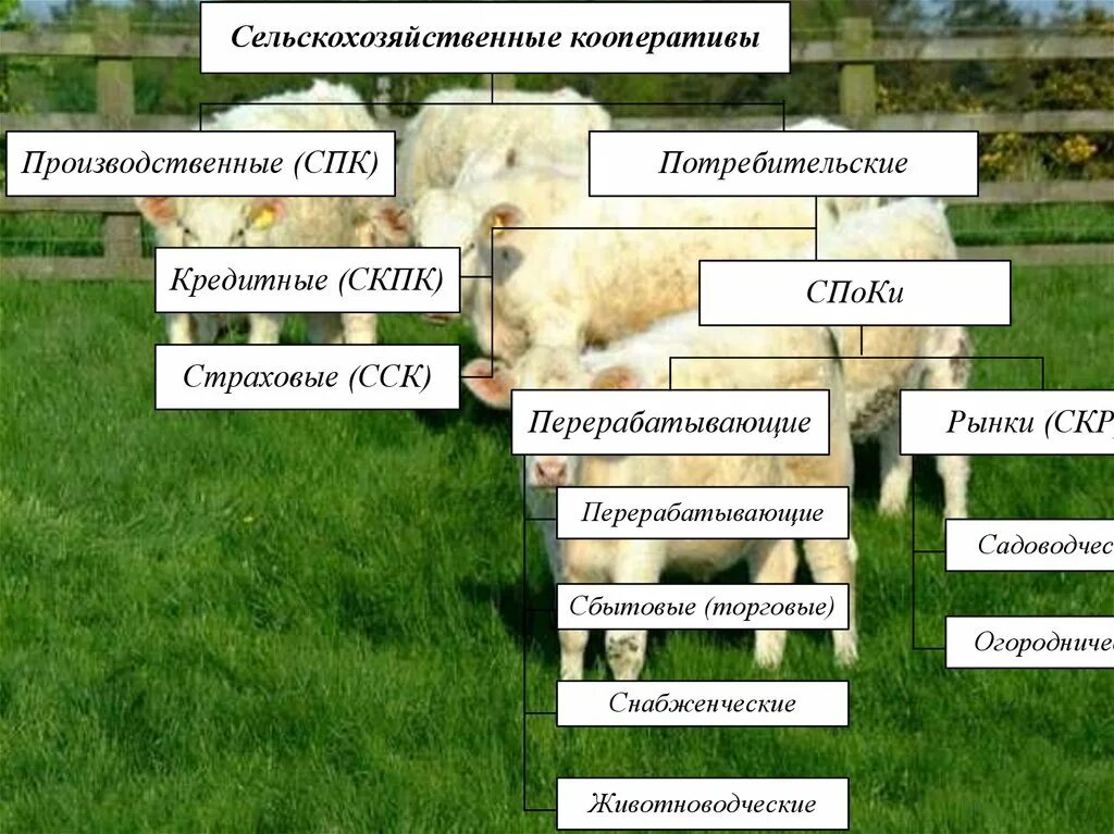 Виды спк