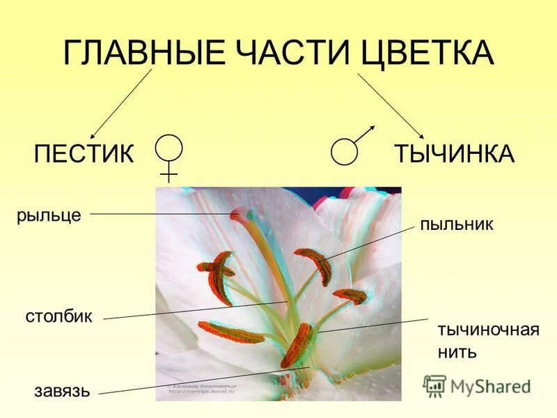 Две главные части цветка. Строение цветка тычиночная нить. Пыльник тычиночная нить рыльце завязь. Главные части цветка это пестик и тычинка. Строение растения тычинка пестик.