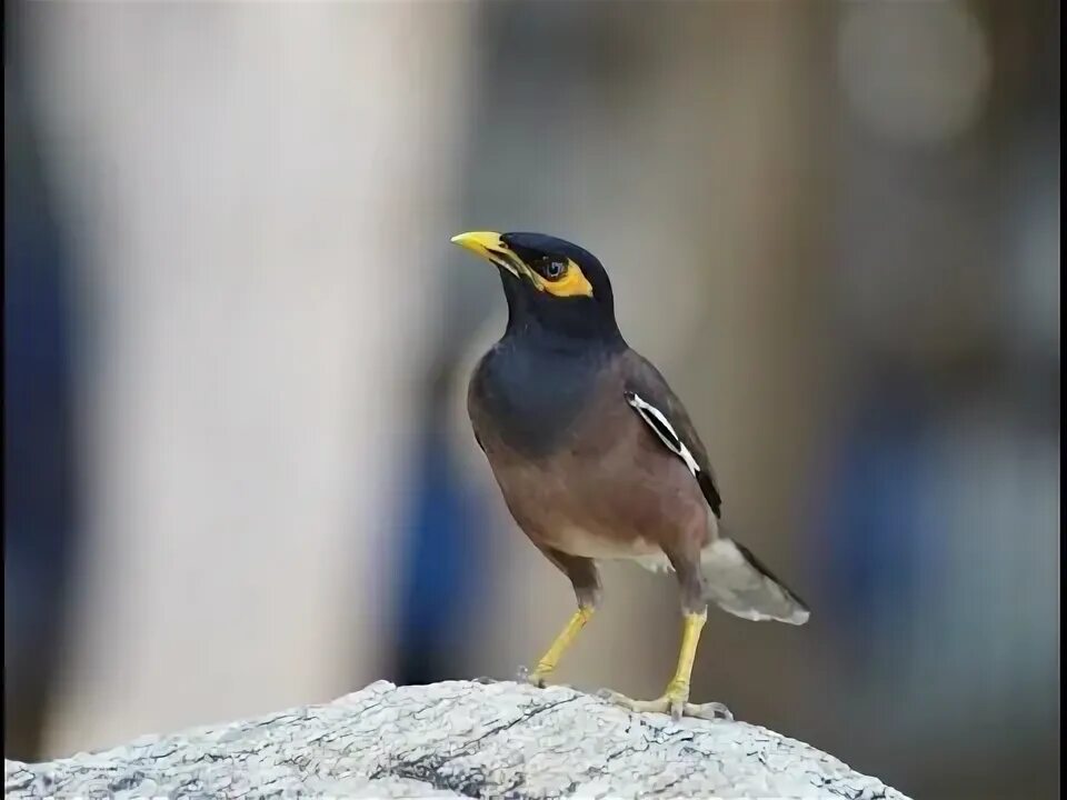 Birds of Koh Samui, Thailand: Koh Samui Bird-Watching Tips List of birds, Amazon