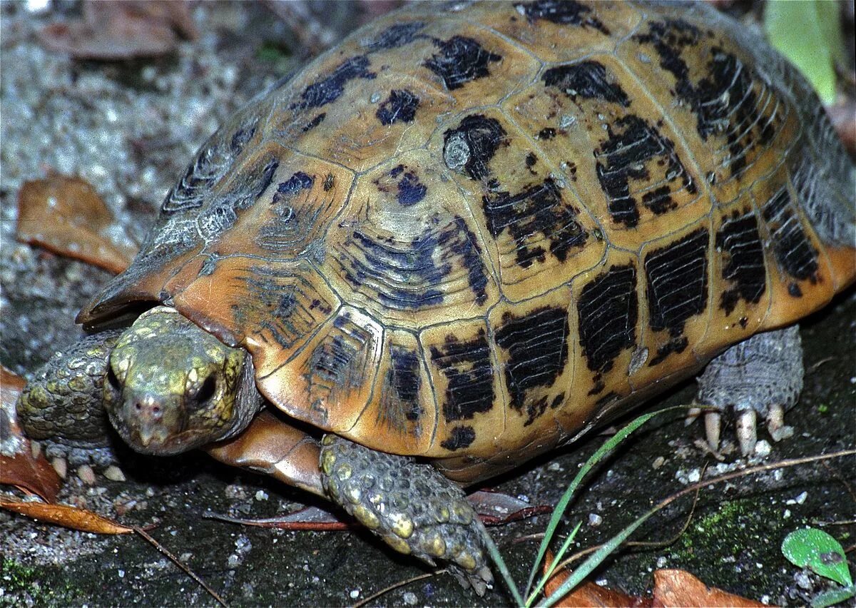 Черепаха редкие виды. Желтоголовая индийская черепаха. Indotestudo elongata. Индийские Сухопутные черепахи. Indotestudo travancorica.