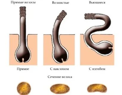Устье волосяного фолликула