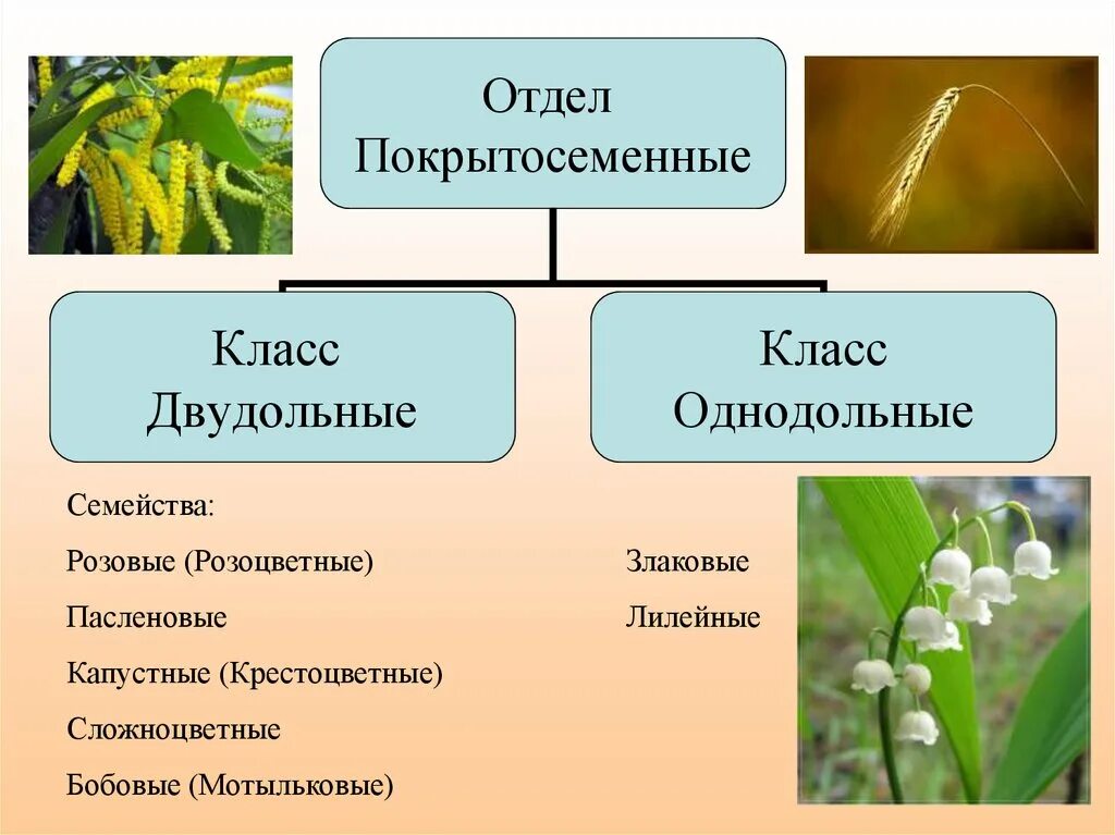 Сколько покрытосеменных. Семейства покрытосеменных растений Однодольные. Отдел Покрытосеменные класс двудольные и Однодольные. Отдел Покрытосеменные класс двудольные. Покрытосеменные растения Однодольные и двудольные.