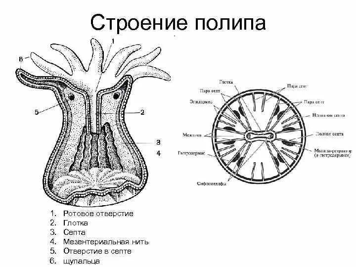 Строение коралловых полипов схема. Коралловый полип строение рисунок. Схема строения шестилучевого кораллового полипа. Строение полипа кишечнополостных.