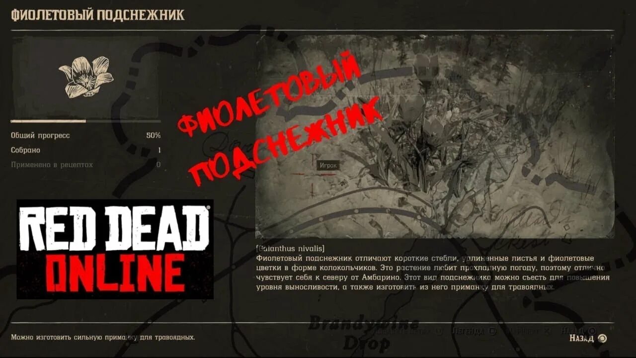 Rdr 2 фиолетовый Подснежник. Фиолетовый Подснежник РДР. Red Dead Redemption 2 тысячелистник. Мастер выживания рдр