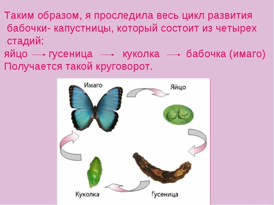 Развитие бабочки капустницы. Цикл развития бабочки капустницы. Развитие бабочки капустницы схема. Имаго стадия развития бабочки. Жизненный цикл бабочки капустницы.