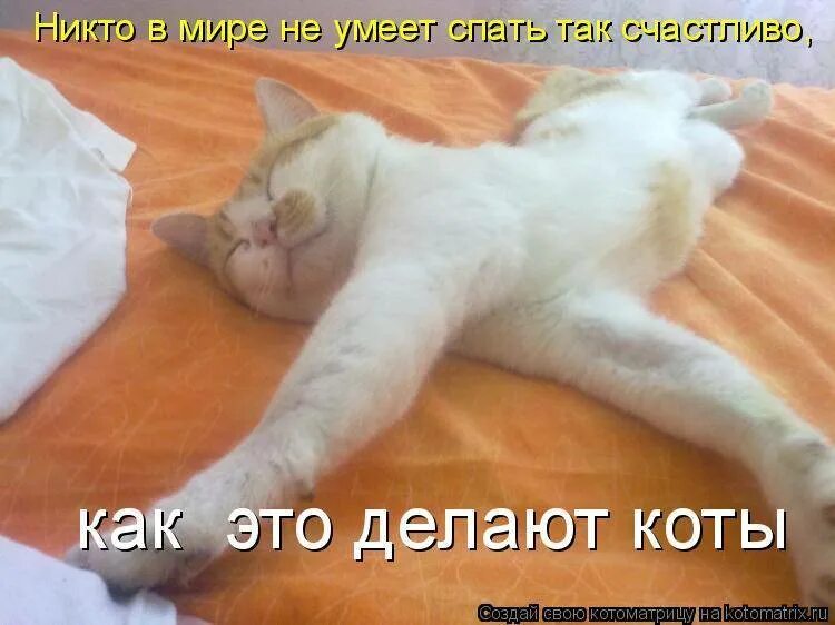 Спящий котик с надписью. Кот дрыхнет. Кот проснулся.