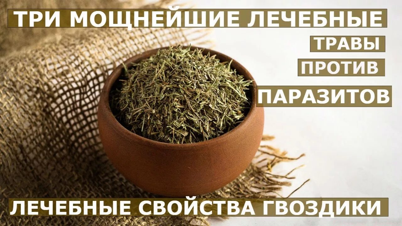 Гвоздика от паразитов отзывы. Травы от паразитов. гвоздика против паразитов. три травы от паразитов. лекарственные травы против паразитов.