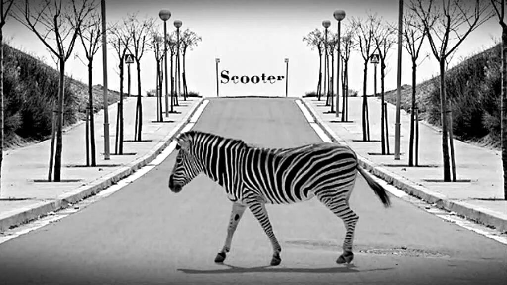 Зебра. Смешные животные ходят по зебре. Зебра переход. Zebras crossing the street. Zebras crossing the street.