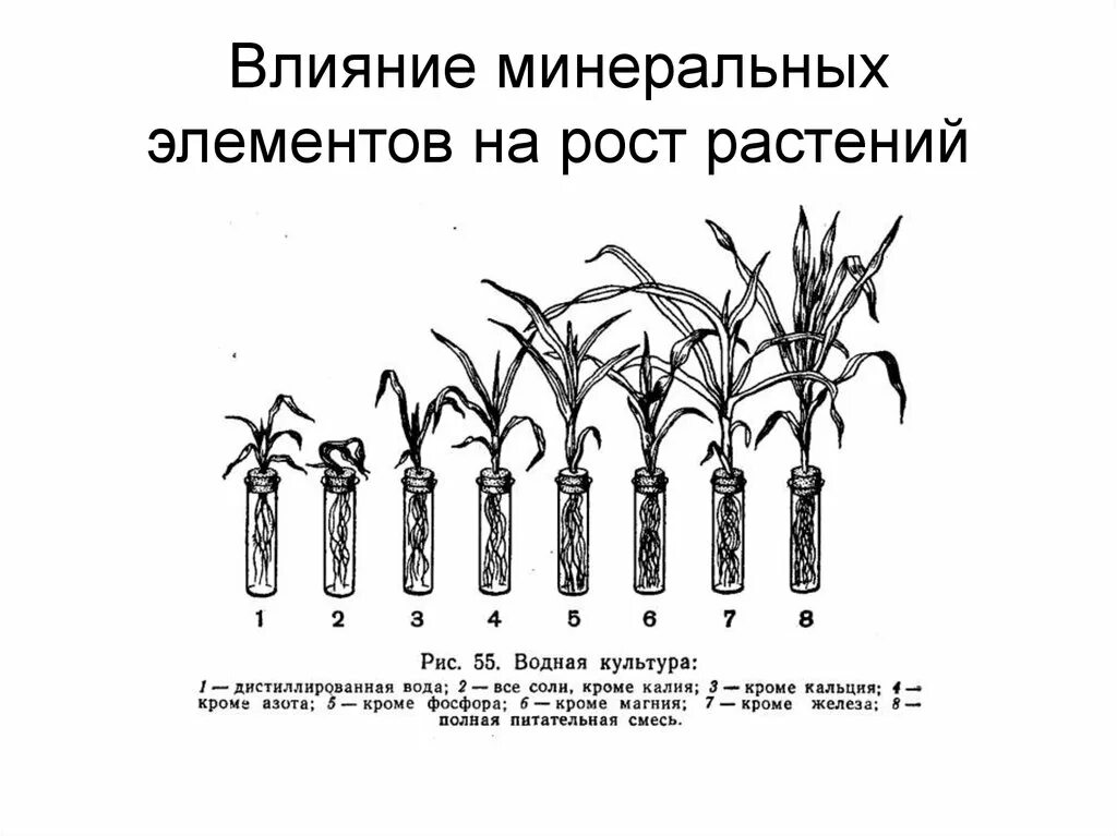 Элементы влияют на рост растения. Влияние Минеральных удобрений на растения. Влияние Минеральных удобрений на рост растений. Влияние Минеральных веществ на развитие растений. Влияние минеральной воды на растения