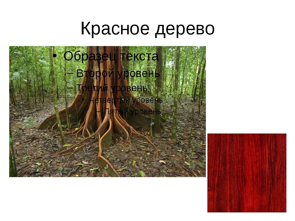Редкие деревья книга. Железное дерево. Красное дерево редкое. Породы красного дерева. Красная древесина.