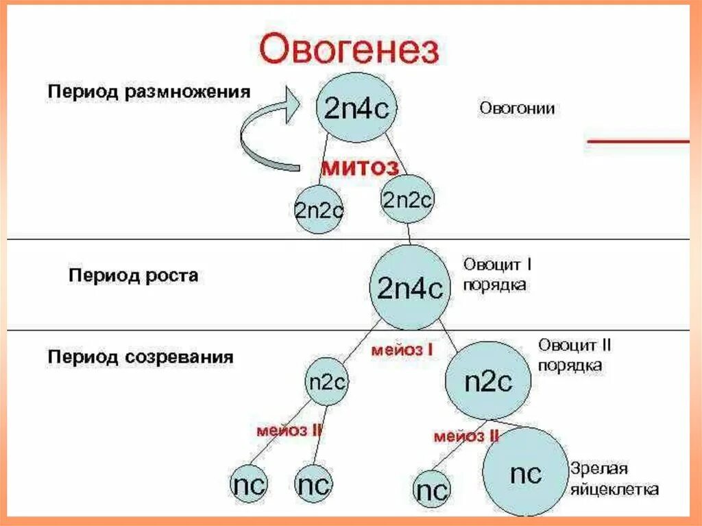 Установите последовательность этапов овогенеза образование ооцитов. Фазы овогенеза схема. Схема основных этапов сперматогенеза и овогенеза. Перечислите стадии овогенеза. 4 Фазы овогенеза.