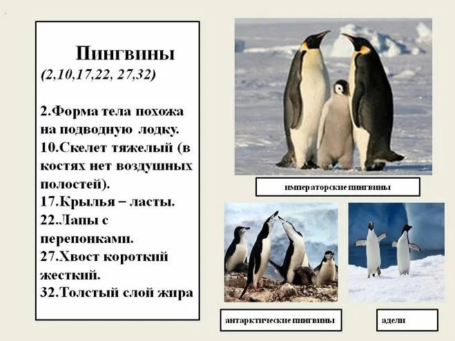 Где живут пингвины на каком материке. Среда обитания пингвинов. Пингвин приспособление к среде. Условия обитания пингвинов. Пингвины живут.