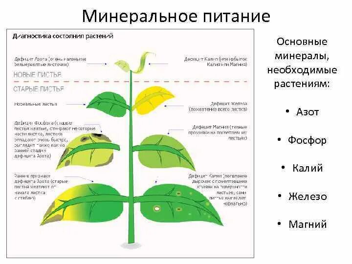 Обмен веществ минеральное питание. Минеральное питание растений недостаток азота у растений. Недостаток минерального питания растений. Условия минерального питания растений. Минеральное питание физиологии растений.