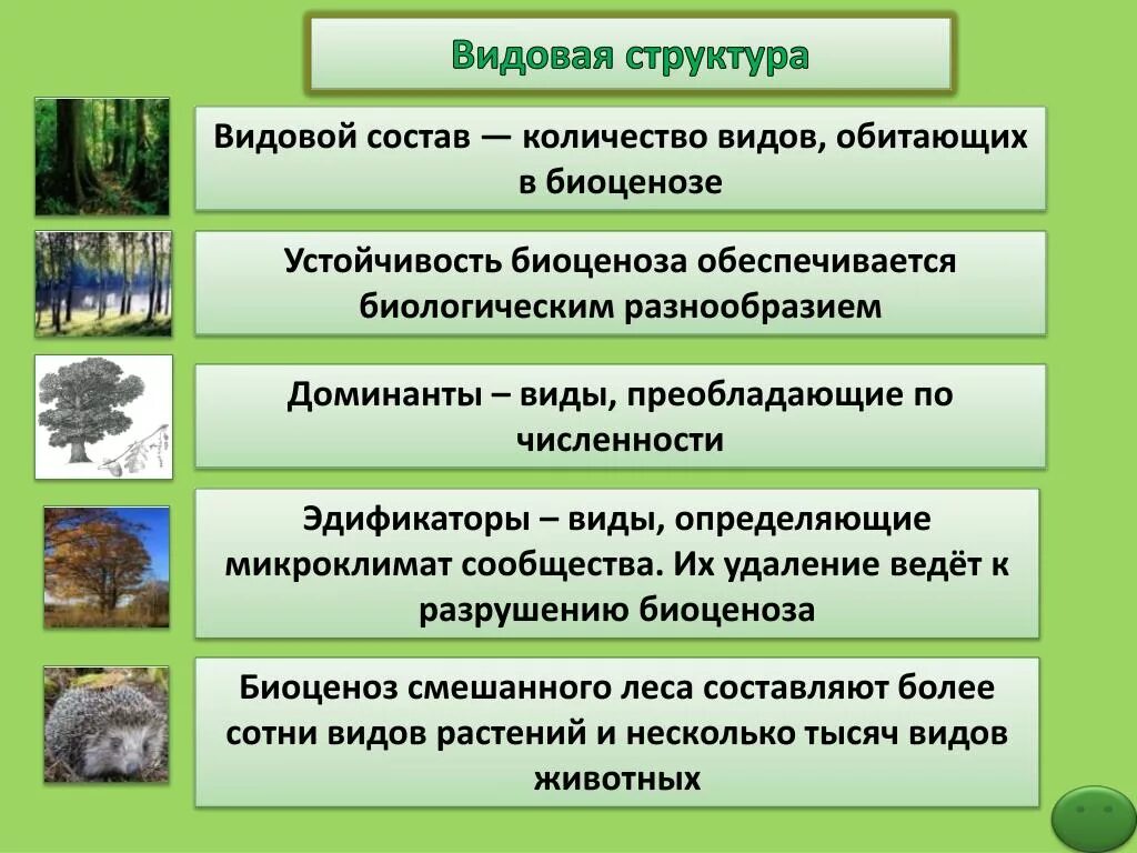 Структура растительного сообщества кратко биология 7 класс. Видовая структура биоценоза. Видовая структура сообщества. Видовое разнообразие биоценоза. Видовой состав и видовое разнообразие.