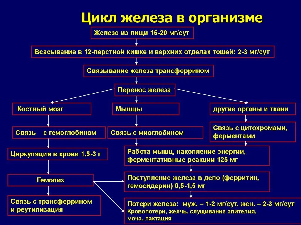 Обмен железа в печени. Обмен железа: основные функции, пул железа в организме. Циркуляция железа в организме. Всамывание желнща в оргпнищме. Всасывание железа в организме.