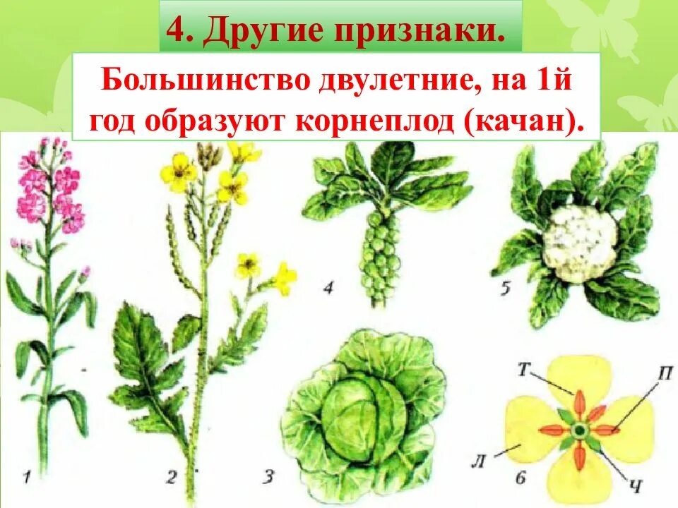 Крестоцветные биология признаки. Цветок крестоцветных растений. Класс двудольные крестоцветные. Цветы биология крестоцветные. Редька Дикая семейство крестоцветные.