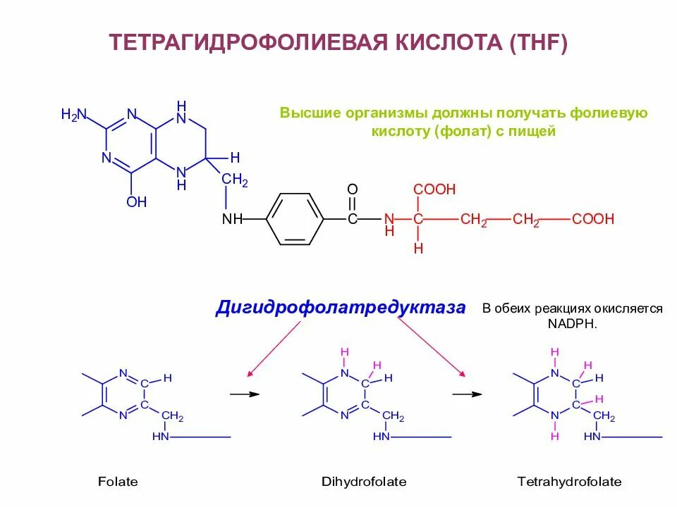 Активная форма в 5. Тетрагидрофолиевая кислота формула. Синтез фолиевой кислоты схема. Тетрагидрофолиевая кислота строение. 5 6 7 8 Тетрагидрофолиевая кислота.