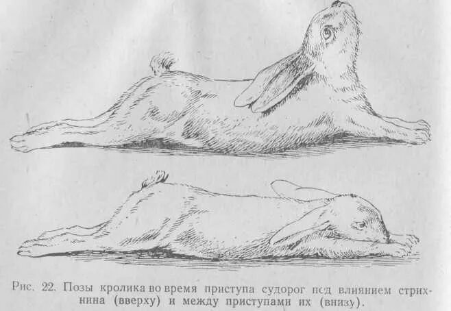 Судороги у животных. Тонические судороги у животных.