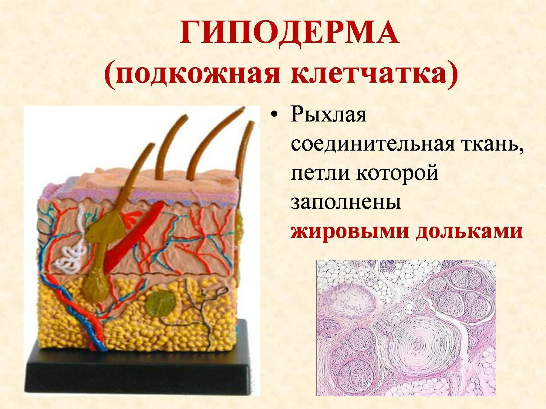 Строение кожи гиподерма. Подкожно-жировая клетчатка (гиподерма). Строение кожи подкожная жировая клетчатка гиподерма. Строение подкожной жировой ткани.