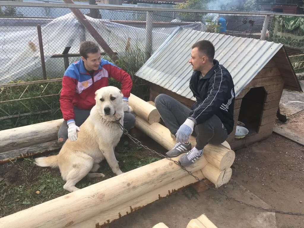 Конура для собаки алабай. Конура для алабая. Алабаи будка. Вольер для алабая. Будка для алабая.
