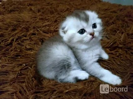 Шотландская кошка добрая