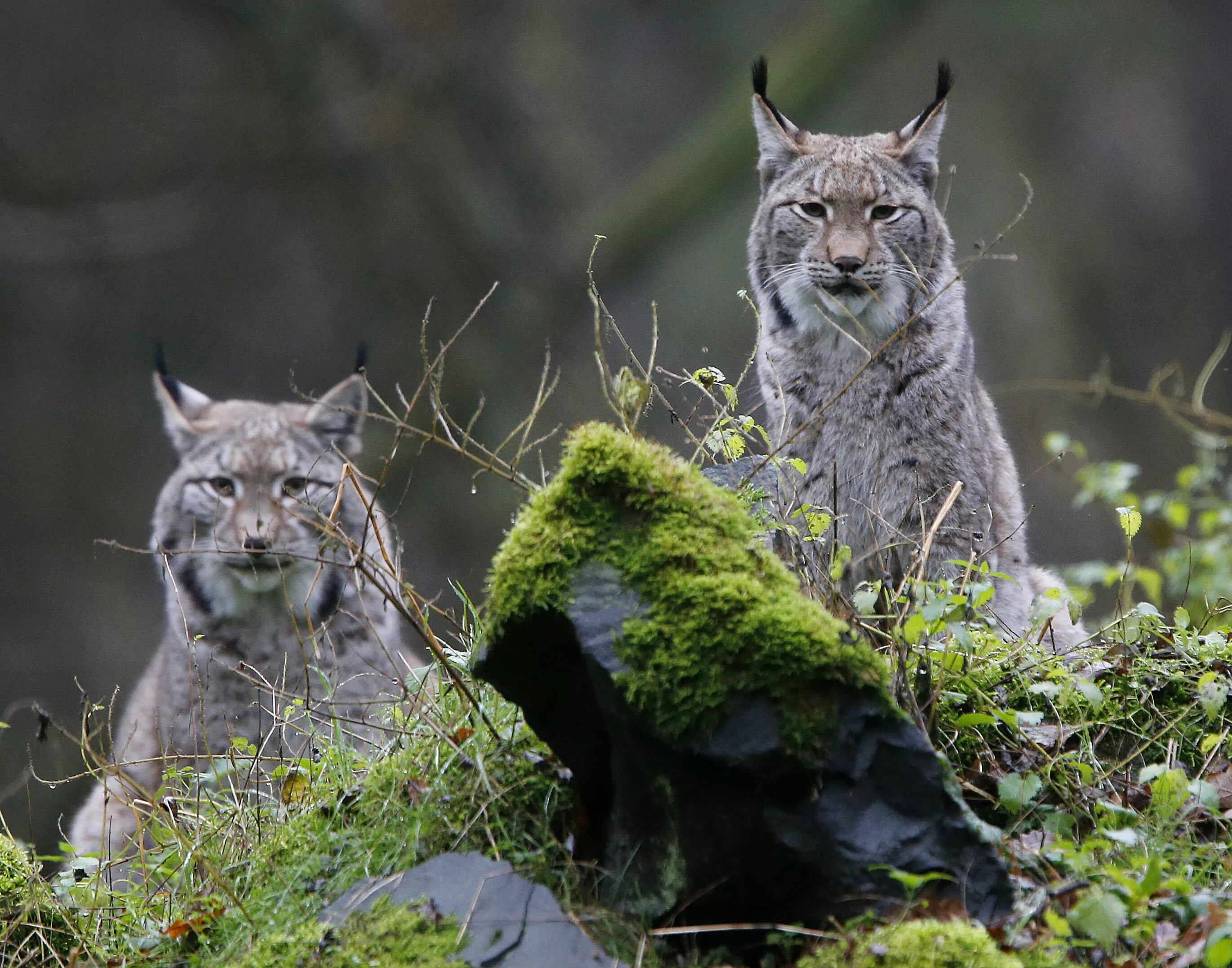 Вокруг была дикая природа. Рысь (Lynx Lynx) в дикой природе. Дикая природа. Природа и животные. Мир дикой природы.