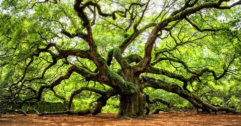 Much tree