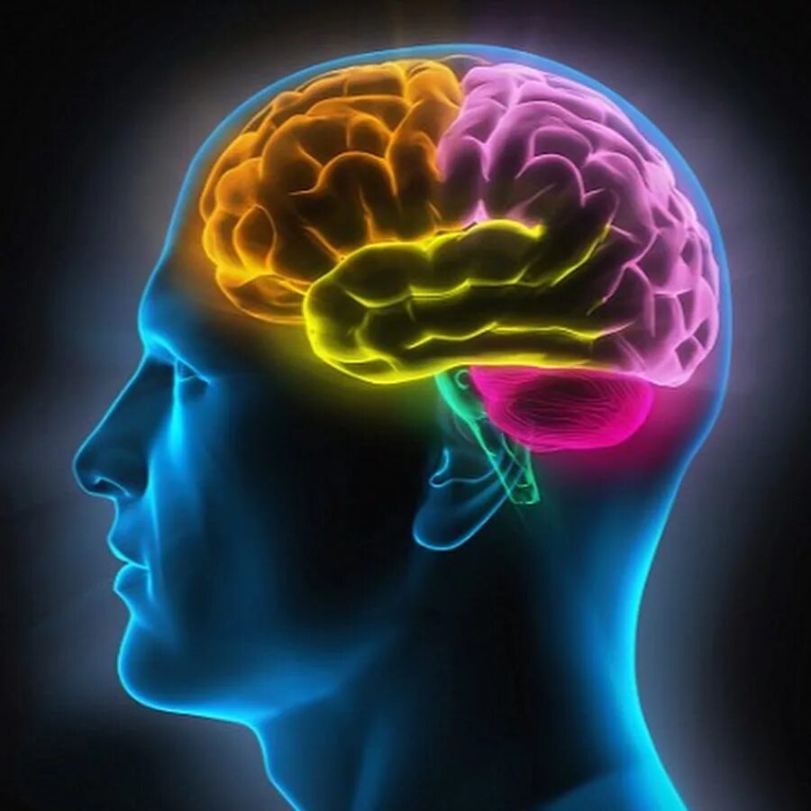 Память человека. Мозг память. Способности человеческого мозга.