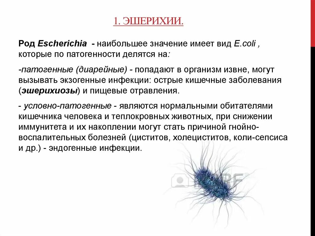 Свойства кишечной палочки. Кишечная палочка микробиология характеристика. Патогенные эшерихии образуют. Эшерихии краткая характеристика.