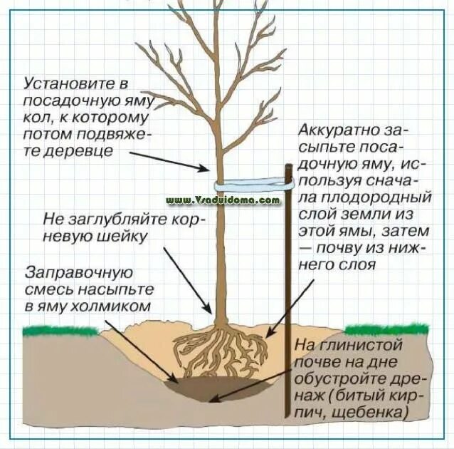 Как посадить вишню весной саженцами. Схема посадки саженца яблони. Схема посадки саженца яблони весной. Правильная посадка саженцев яблони. Посадка саженцев плодовых деревьев весной.