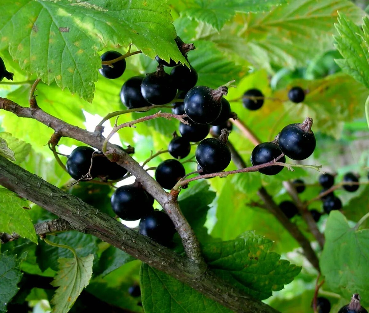 Черная смородина б. Смородина черная (ribes nigrum). Смородина Багира самоплодная. Смородина черная Санюта. Смородина черная сорта: Журавушка,.