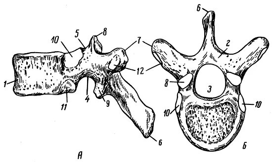Грудной позвонок вид сбоку. Грудной позвонок вид сбоку рис. Второй грудной позвонок вид сбоку. Грудной позвонок сверху сбоку.