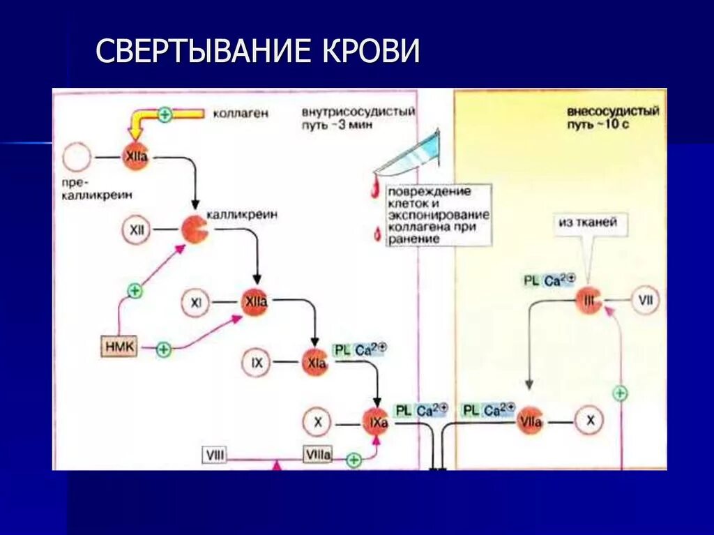 Группа крови свертываемость. Каскад системы свертывания крови. Процесс свертывания крови. Процесс свертываемости крови. Схема свертываемости крови.