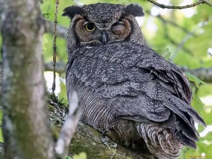 Фото филиной
