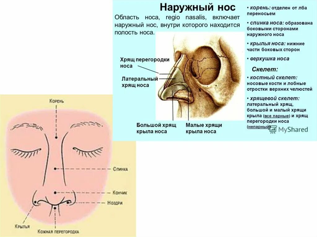 Наружный нос хрящи носа. Наружный нос строение. Лоб корень