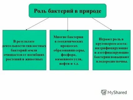 Какую роль играют простейшие в природе