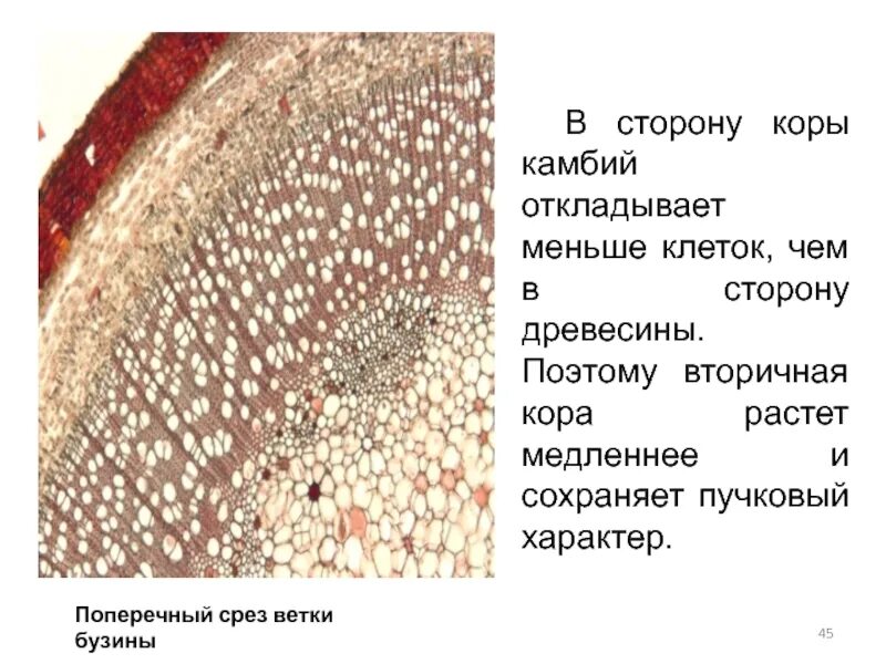 Какую функцию выполняет ткань камбий. Камбий. Камбий на срезе. Поперечный срез ветки бузины.