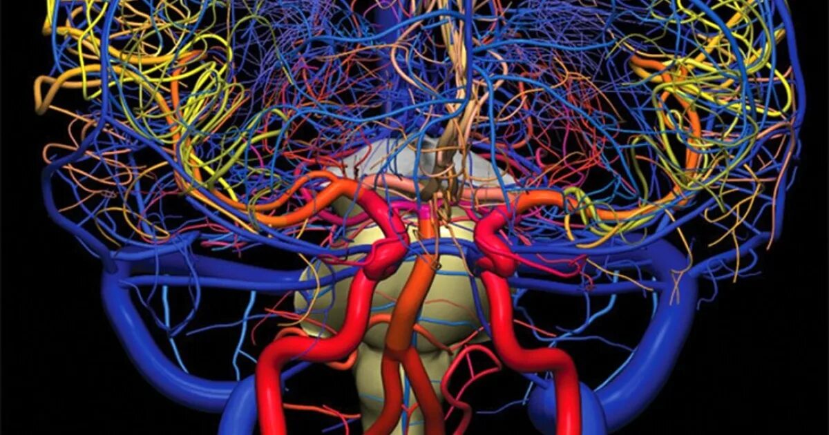 Мозговое кровообращение неврология. Кровообращение мозга человека. Артерии мозга.