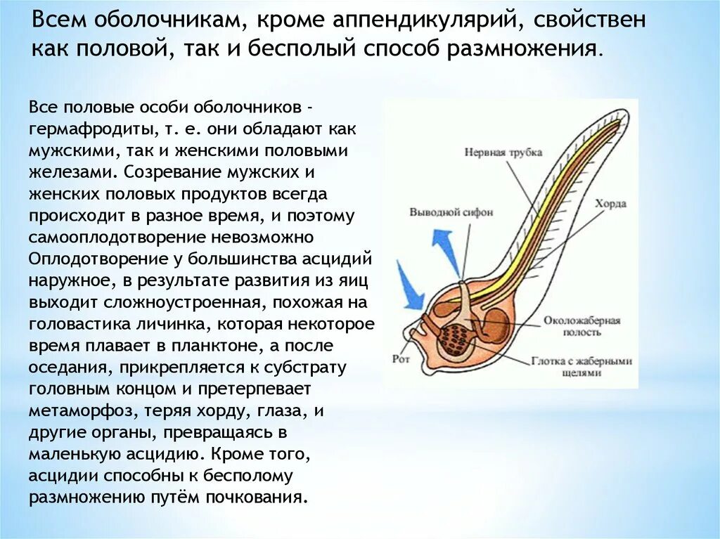 Сообщение о личиночно хордовых