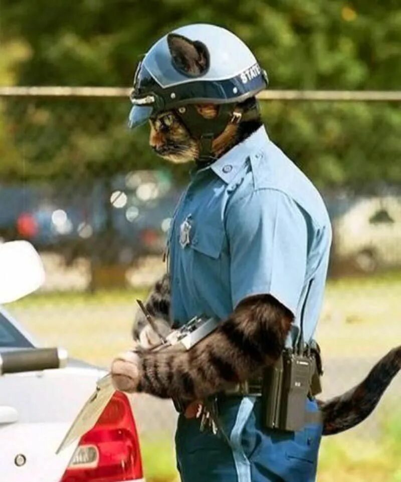 Коп и кот. Кот полицейский. Кошачья полиция. ЕОТ В полицейской форме. Кот в полицейской форме.