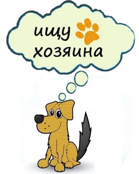 Щенок ищет хозяина. Нижняя ищет хозяина. Котик ищет дом. Животные ищут дом. Кошка ищет дом.