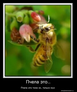 Смешная пчела