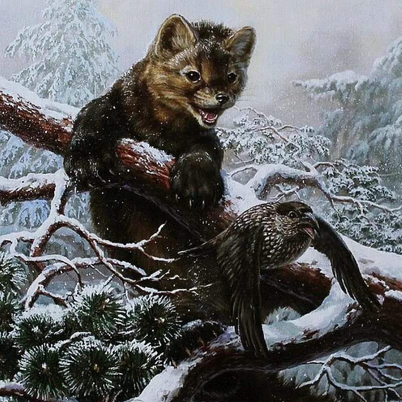 животные с ценным мехом. черный зверек семейства куньи. кидас зверек пушной. сестра куницы. тайра куница.