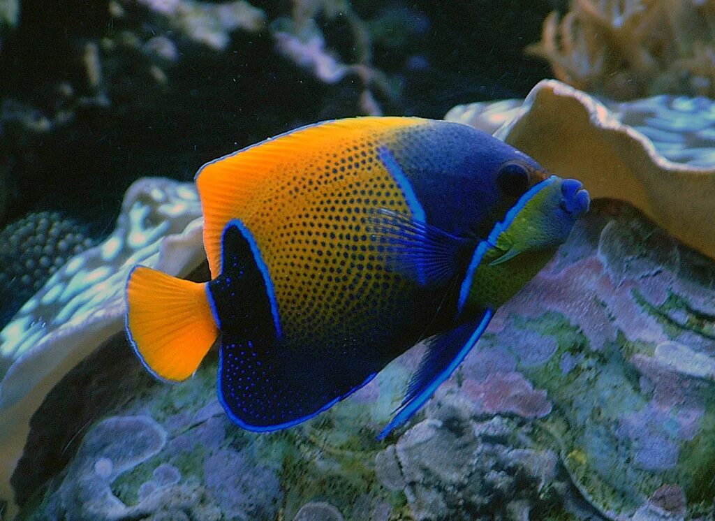 Рыба ангел Королевский Карибский. Тропические Пресноводные аквариумные рыбки. Рыбка Маджестик. Трофически морские рыбы.
