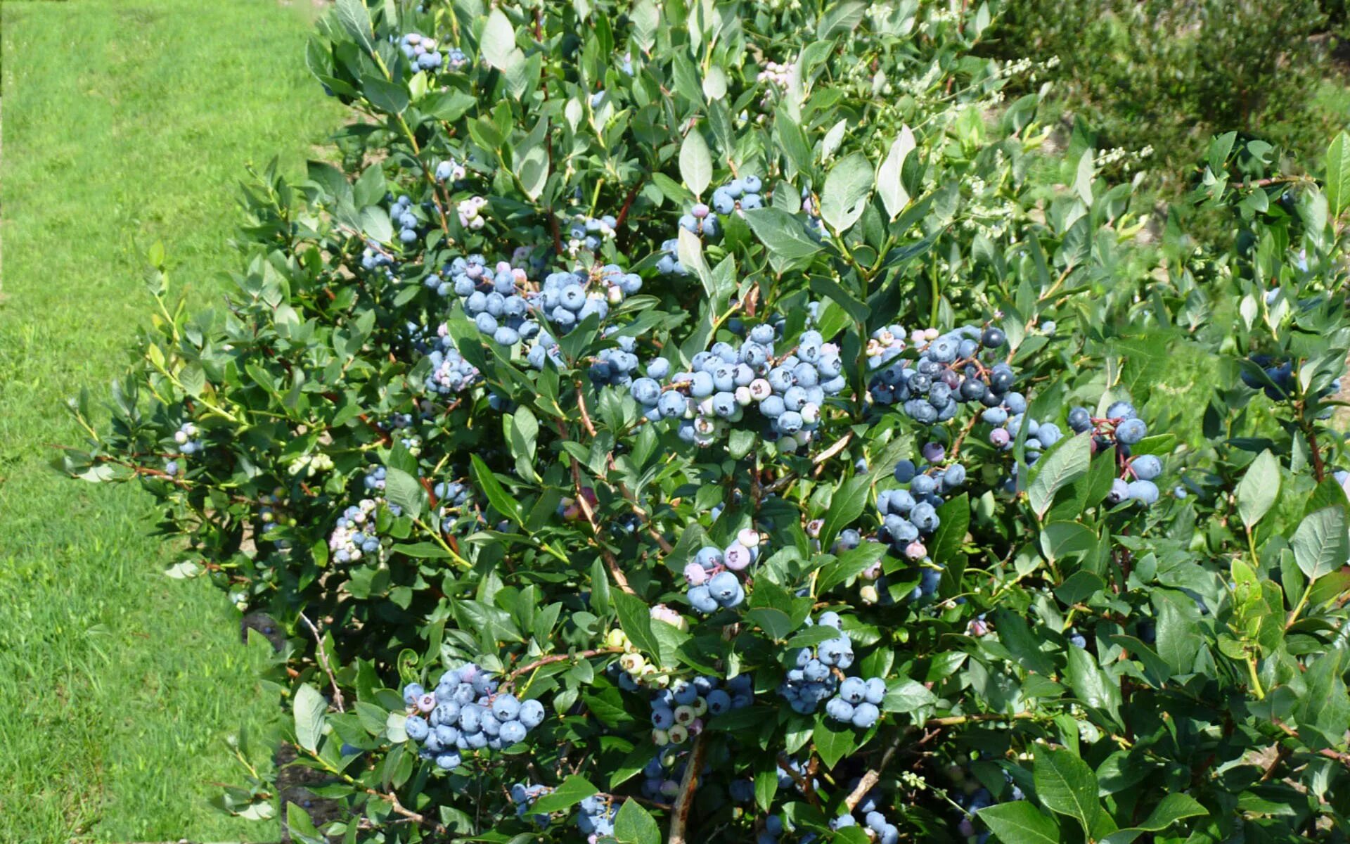 Голубика Блюкроп куст. Голубика Садовая. Голубика Садовая Bluecrop. Голубика Дюк Блюкроп.