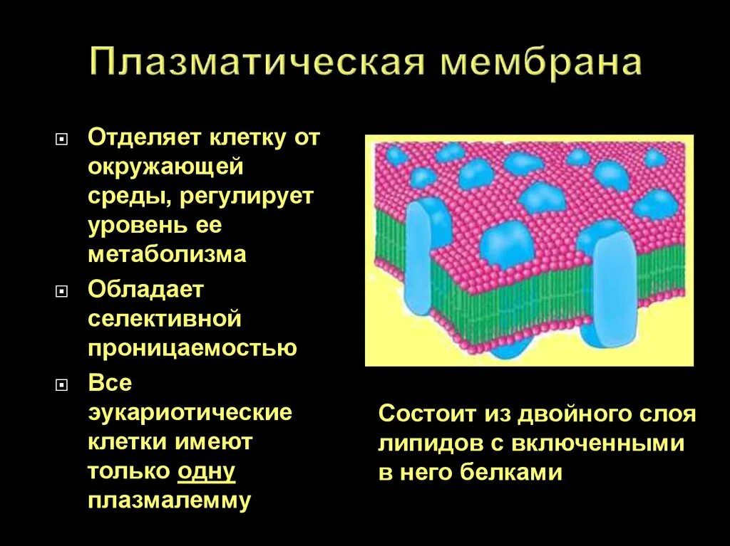 Плазматическая мембрана клетки. Плазматическая мембрана проницаемость плазматической мембраны. Плазматическая мембрана проницаема для. Плазматическая мембрана растительной клетки.