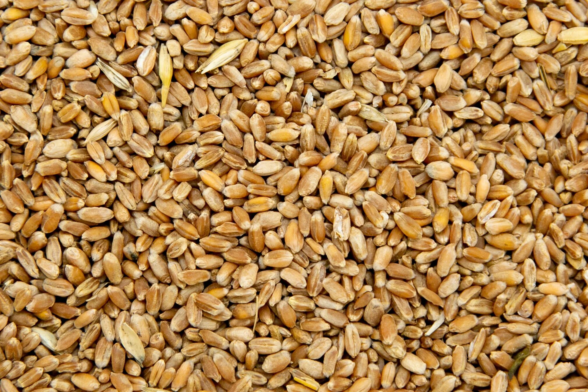 Пшеница зерно. Зерновые корма. Пшеница корм. Пшеница фуражная. Е пшеничный